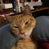 Geoffrey