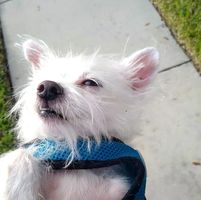 Dan