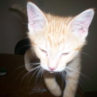 Ken
