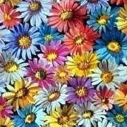 Daisy