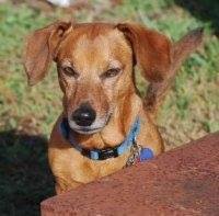 Oscar