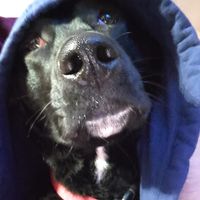 Sam