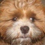 Charley