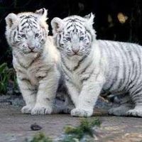 Andarial
