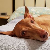 Ami