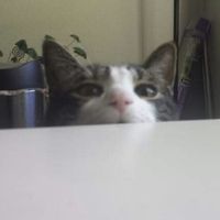 Phillip