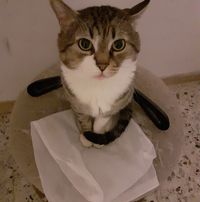 Tiziano