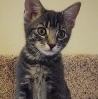 Cari