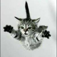 Gato
