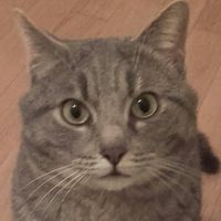 Gio