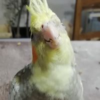 Frau