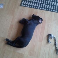 Henrik