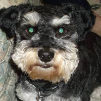 Monty