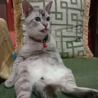 Ilham
