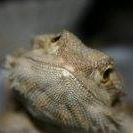 Jeff