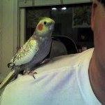 Troy