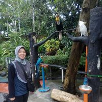 Desy