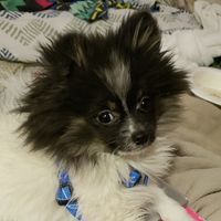 Lydia
