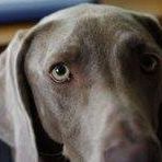 Bailey