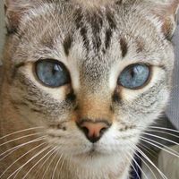 Francesco