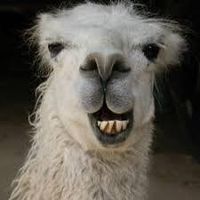 Tim