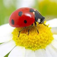 Edna