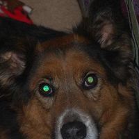 Jake