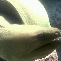 Jack