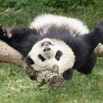 Pandau