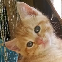 Pinky
