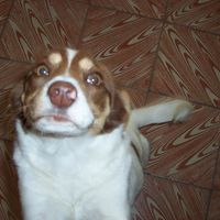 Alfonso