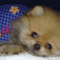 Feny