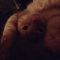 Alvin