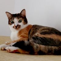 Adri