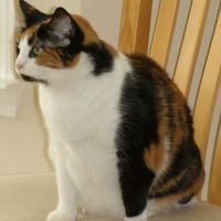 Zuzu