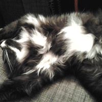 Sigmund