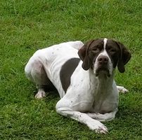 Maggie