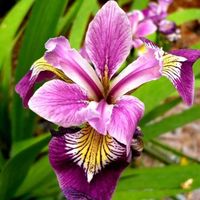 Iris