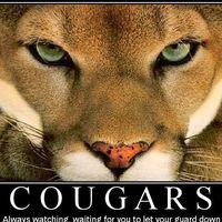 Cougar