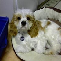 Buster