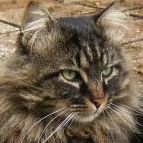 Lynx