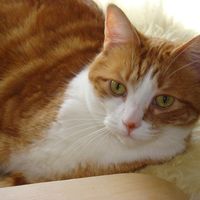 Kit