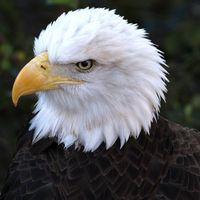 Allen