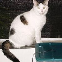 Abner