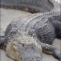 Cajun