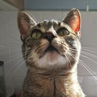 Lee