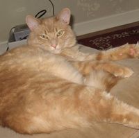Simba