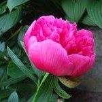 Rosa Flora
