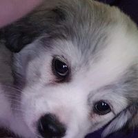 Maggie