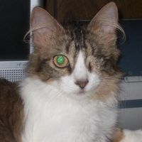 Catrina